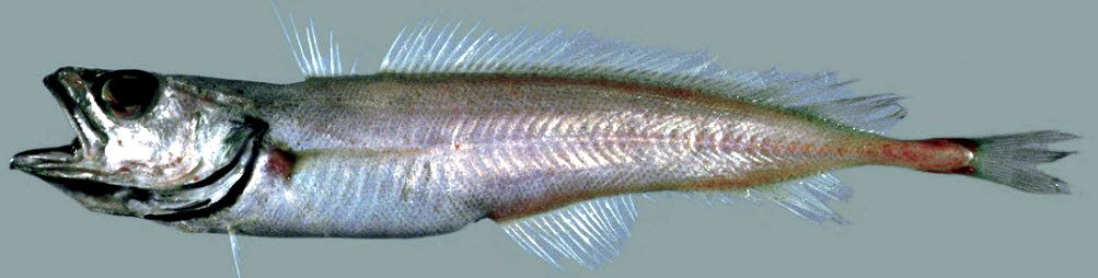 Halargyreus johnsonii_02.jpg